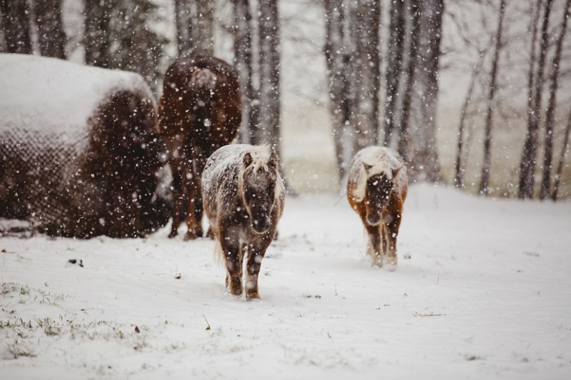 LTTR - Winter LTTR - Winter