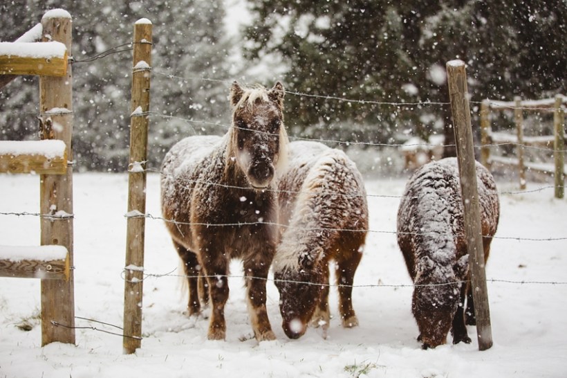 LTTR - Winter LTTR - Winter