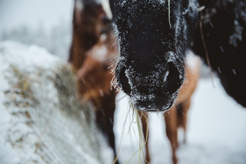 LTTR - WINTER LTTR - WINTER