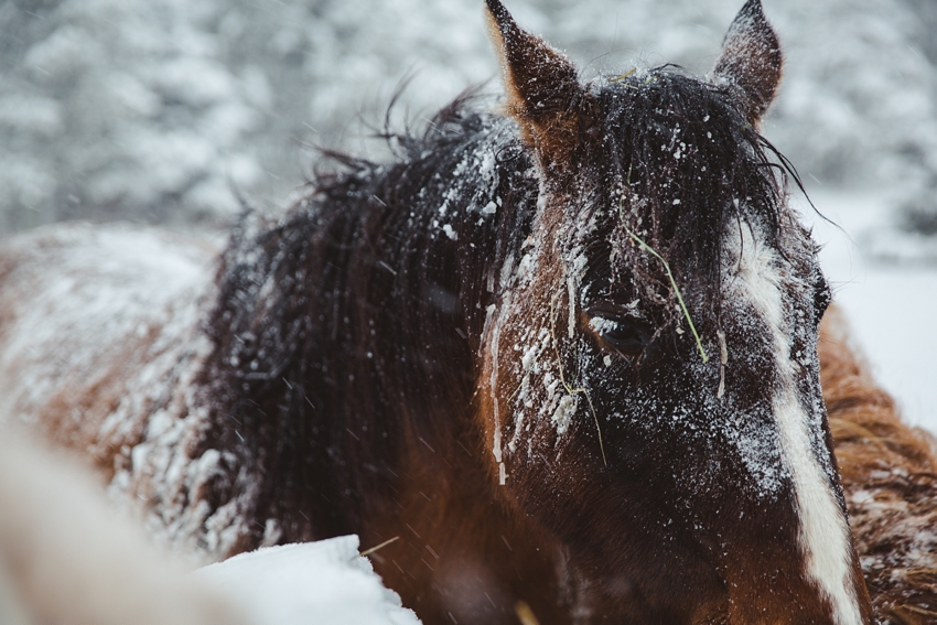 LTTR - WINTER LTTR - WINTER