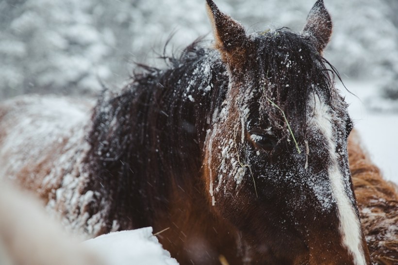 LTTR - WINTER LTTR - WINTER