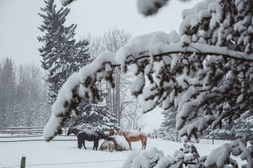 LTTR - WINTER LTTR - WINTER