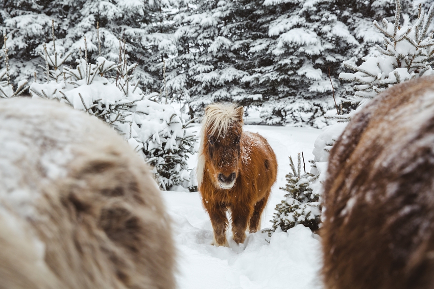 LTTR - WINTER LTTR - WINTER