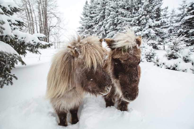 LTTR - WINTER LTTR - WINTER