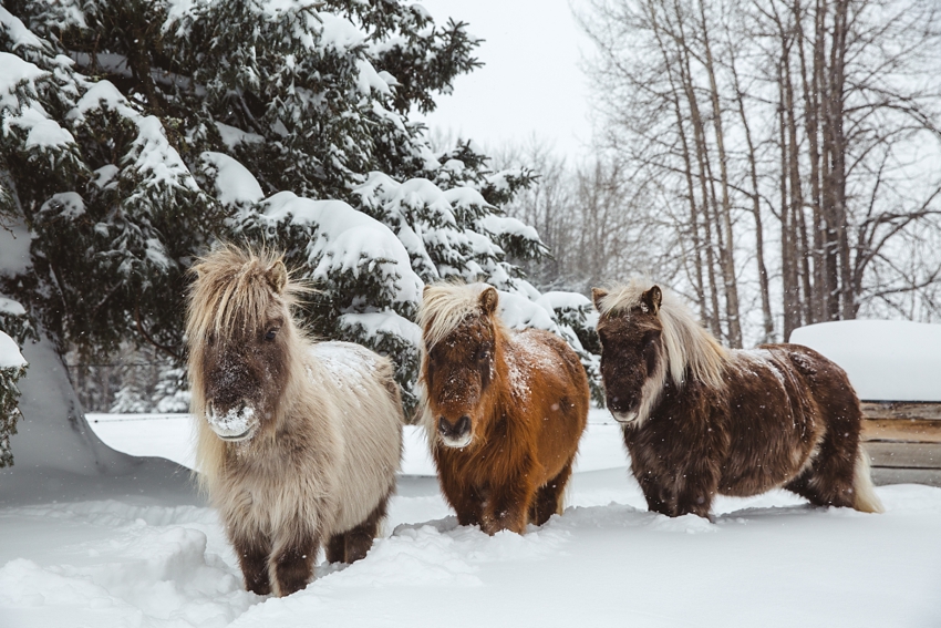 LTTR - WINTER LTTR - WINTER