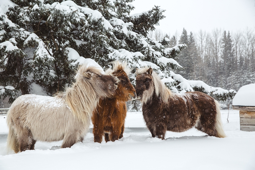 LTTR - WINTER LTTR - WINTER