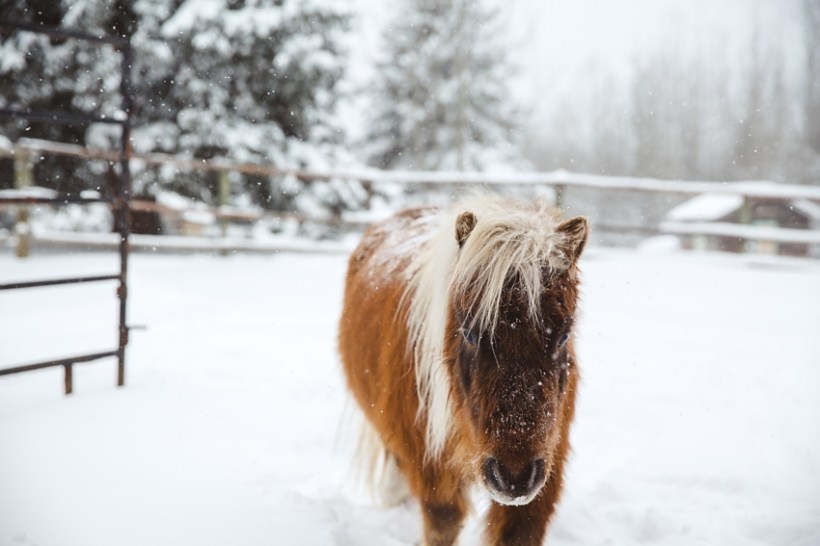 LTTR - WINTER LTTR - WINTER