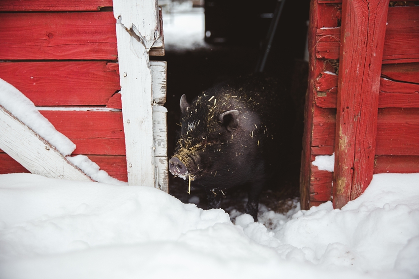 LTTR - WINTER LTTR - WINTER