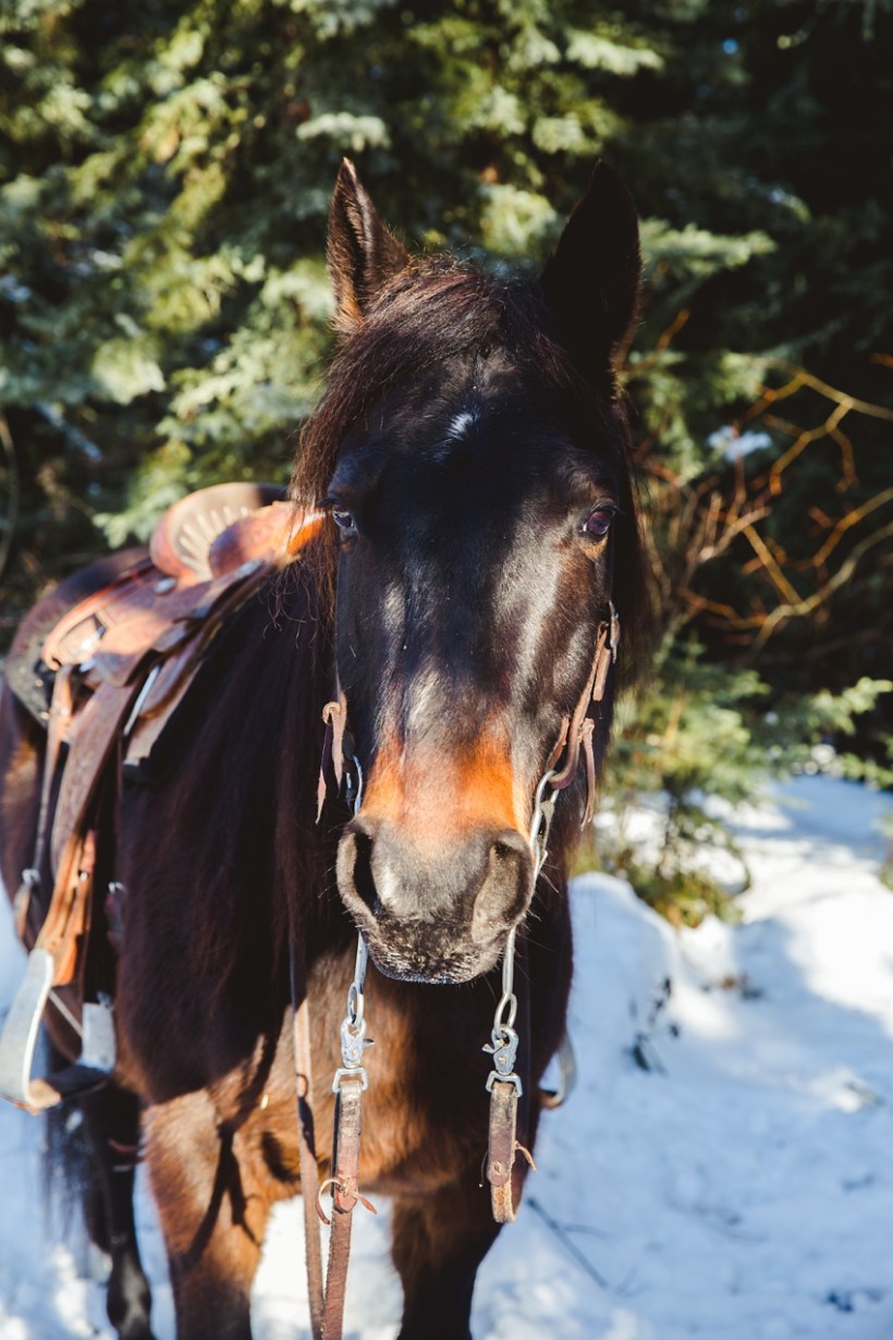 LTTR - WINTER LTTR - WINTER