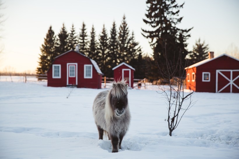 LTTR - WINTER LTTR - WINTER