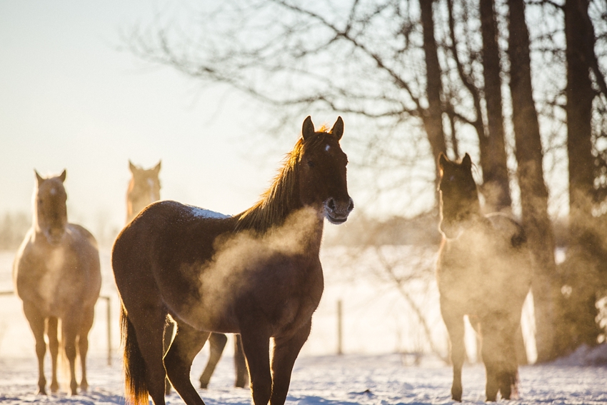LTTR - WINTER LTTR - WINTER