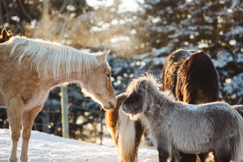 LTTR - WINTER LTTR - WINTER