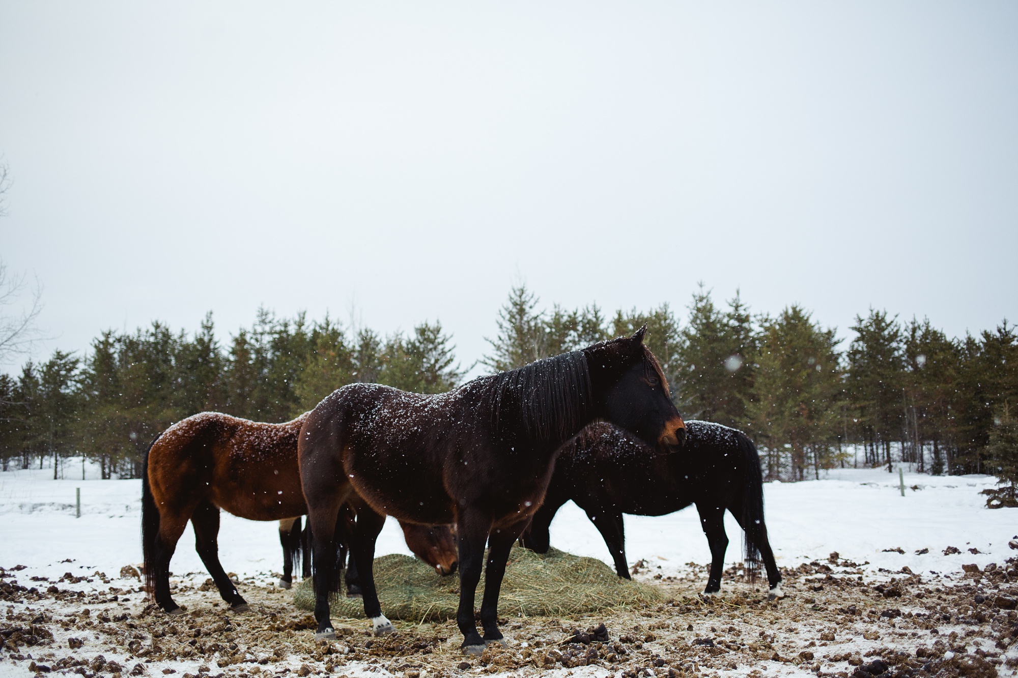 Leaning Tree Trail Rides - Spring Leaning Tree Trail Rides - Spring