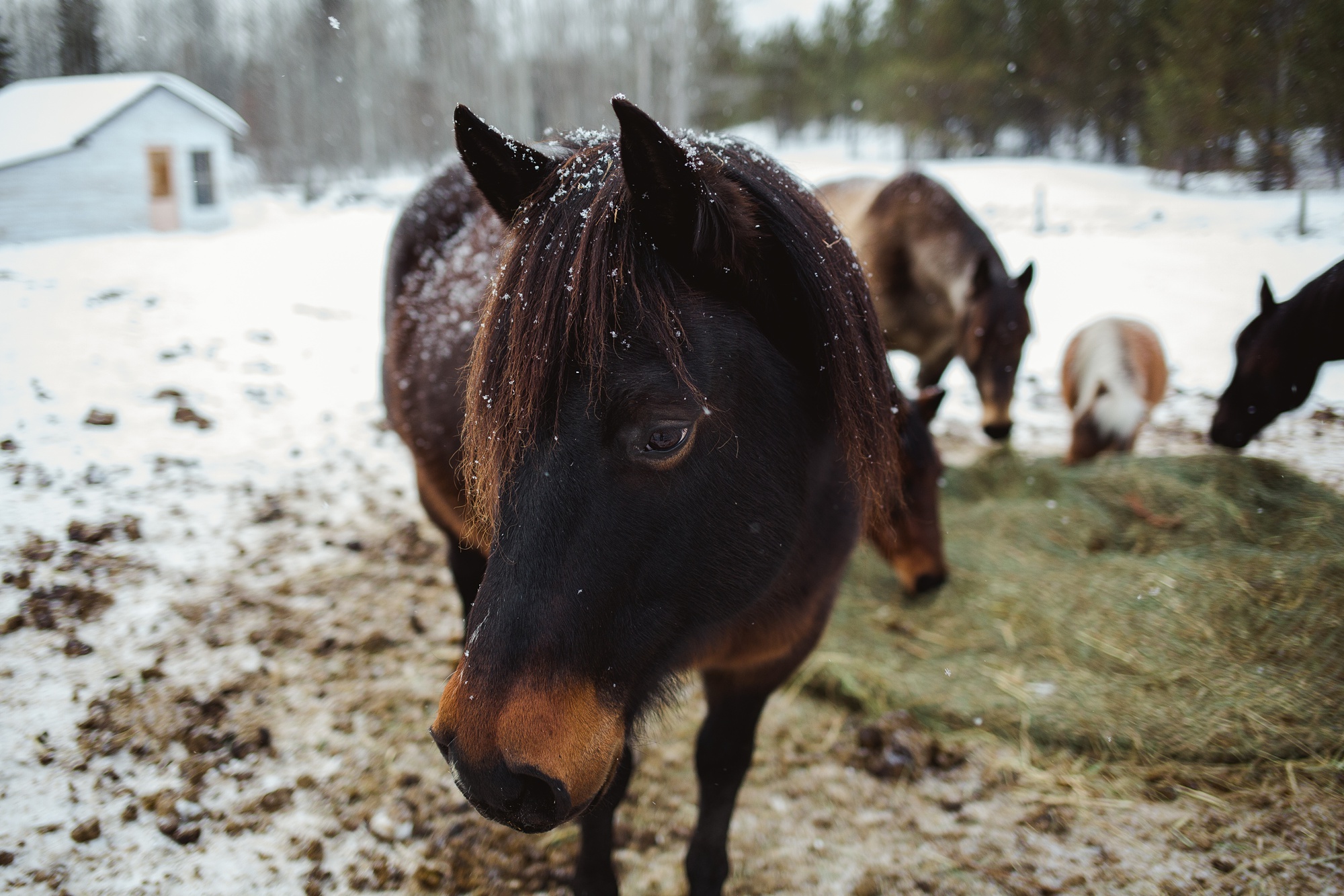 Leaning Tree Trail Rides - Spring Leaning Tree Trail Rides - Spring