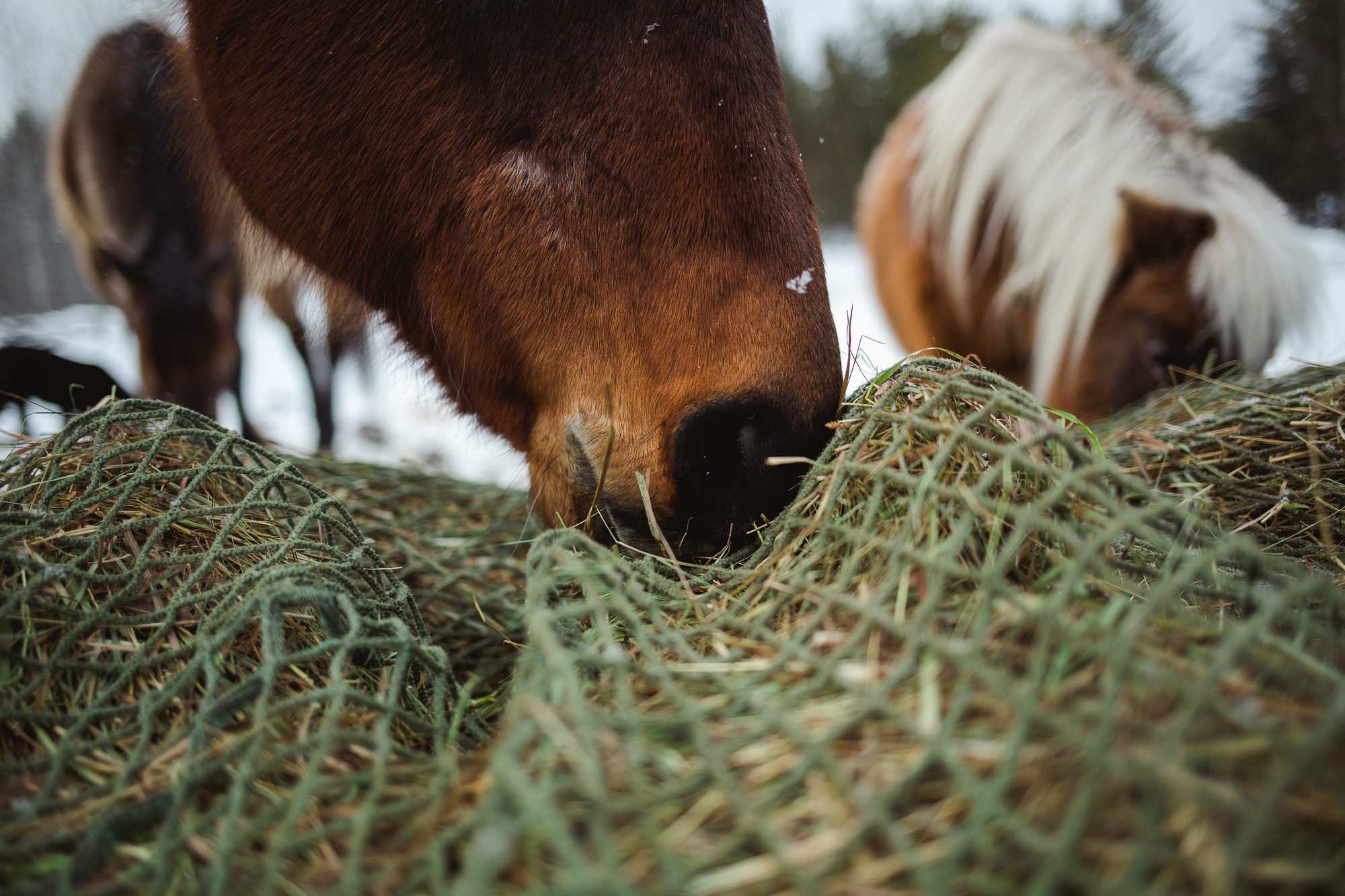Leaning Tree Trail Rides - Spring Leaning Tree Trail Rides - Spring