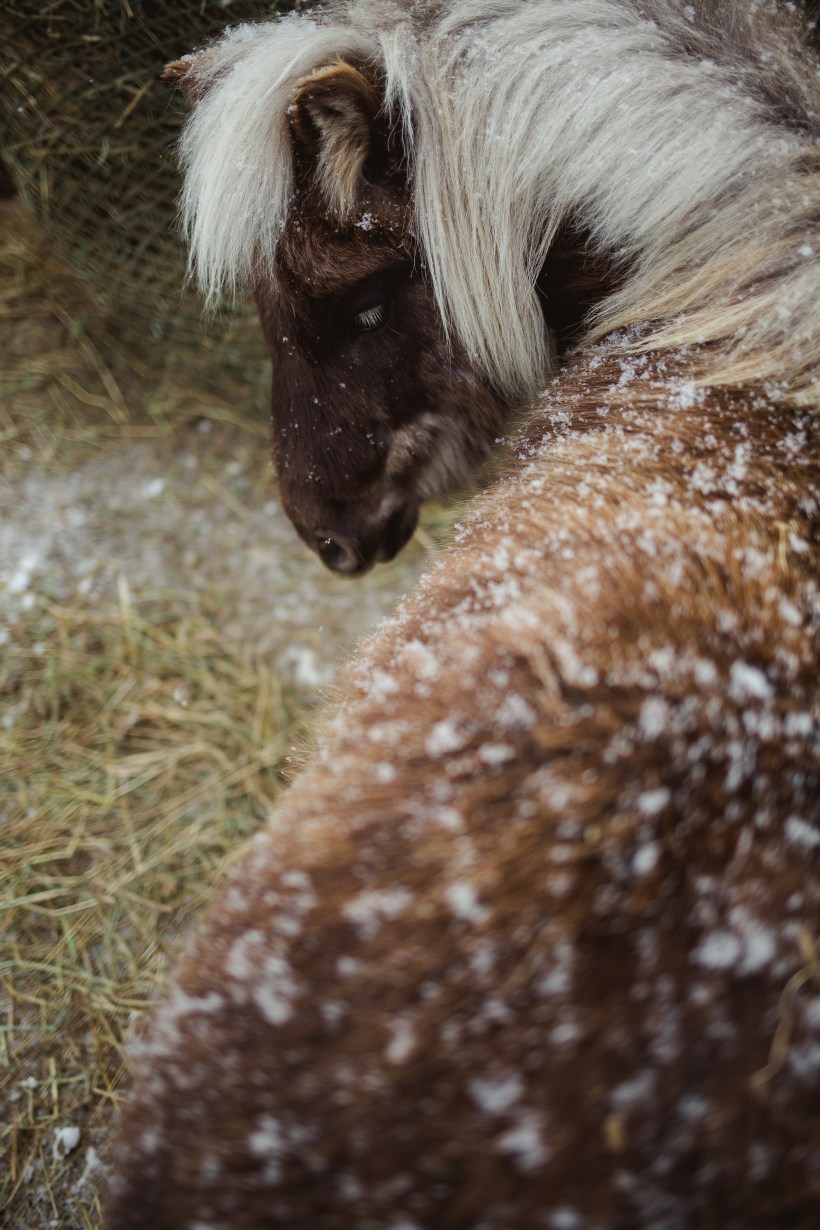 Leaning Tree Trail Rides - Spring Leaning Tree Trail Rides - Spring