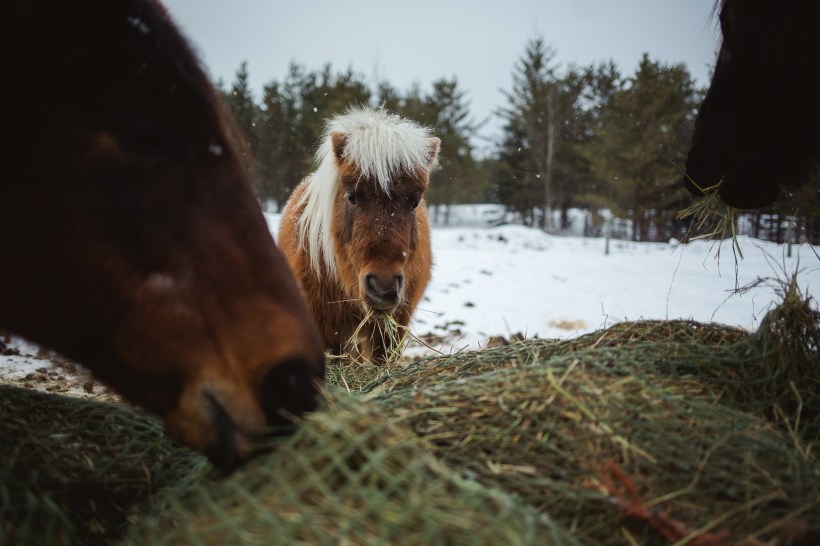 Leaning Tree Trail Rides - Spring Leaning Tree Trail Rides - Spring