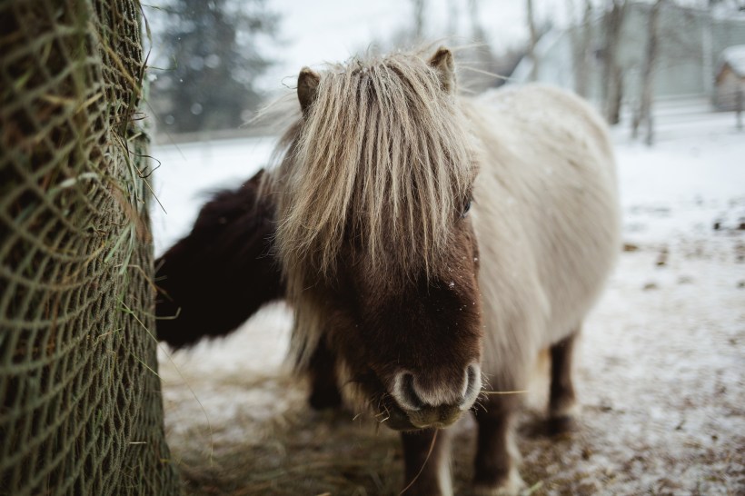Leaning Tree Trail Rides - Spring Leaning Tree Trail Rides - Spring