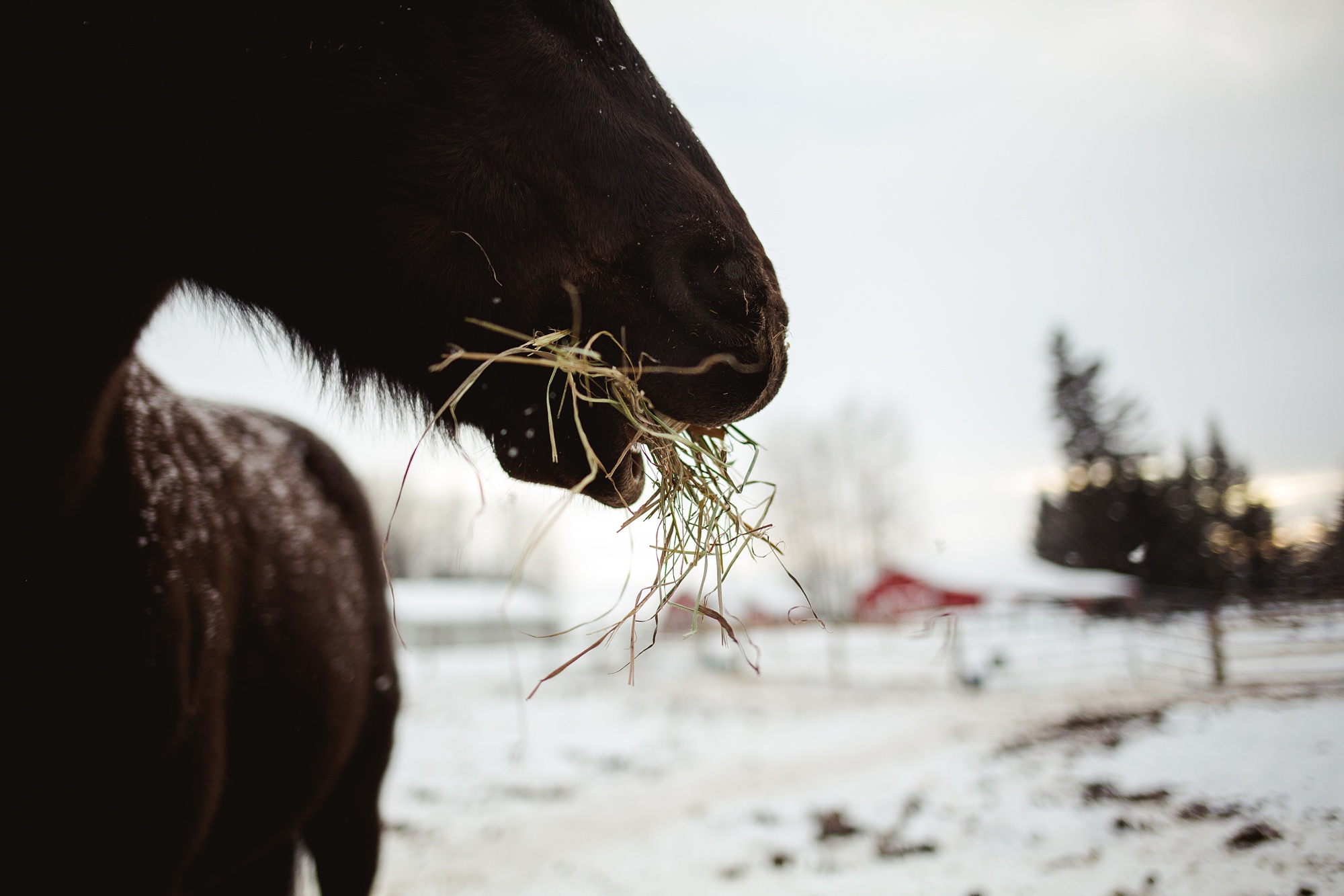 Leaning Tree Trail Rides - Spring Leaning Tree Trail Rides - Spring