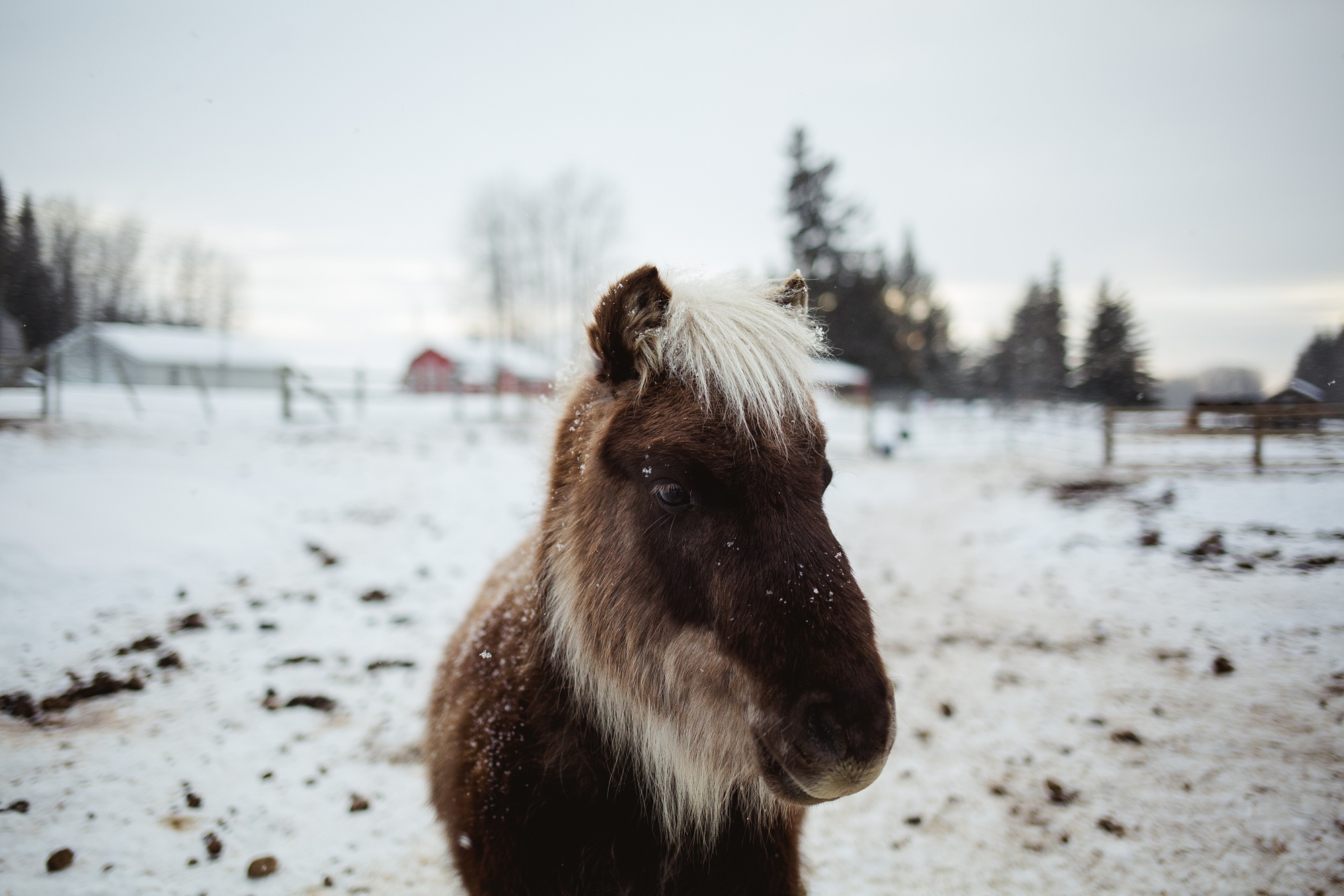 Leaning Tree Trail Rides - Spring Leaning Tree Trail Rides - Spring