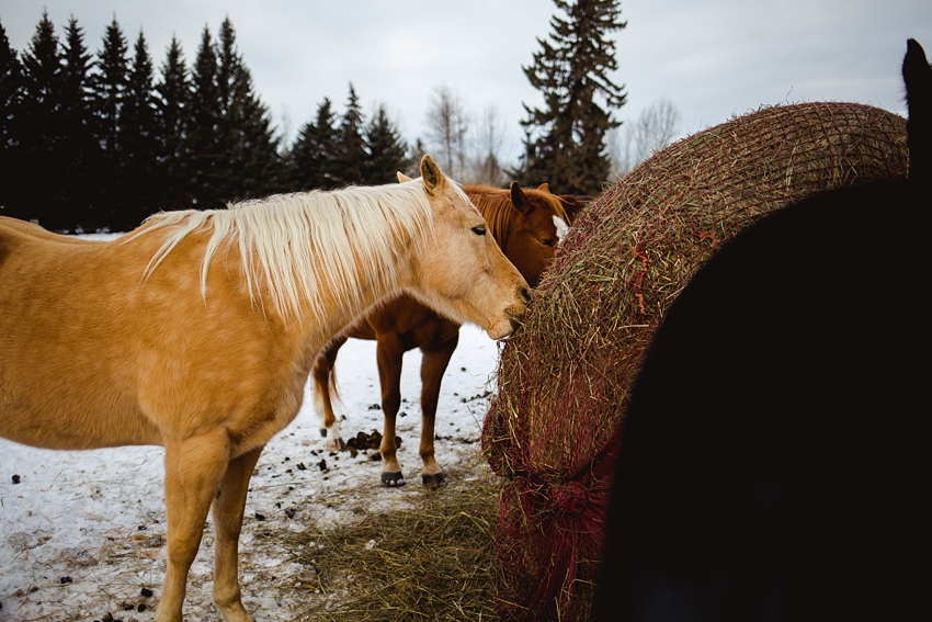 Leaning Tree Trail Rides Leaning Tree Trail Rides
