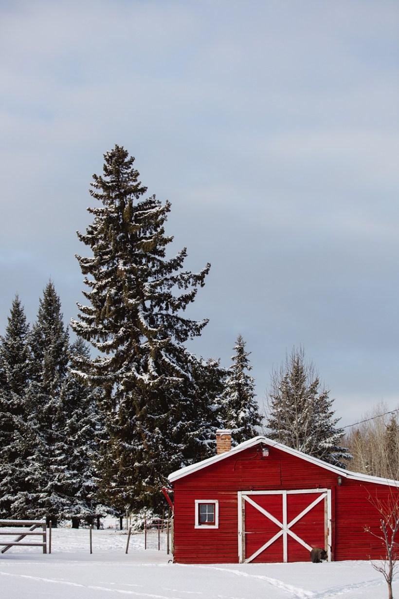 Leaning Tree Trail Rides Leaning Tree Trail Rides