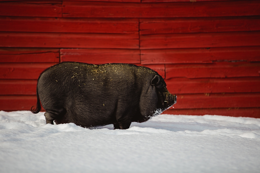 Leaning Tree Trail Rides Leaning Tree Trail Rides