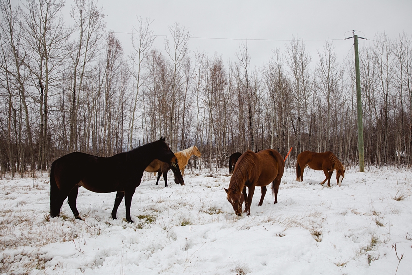 Leaning Tree Trail Rides Leaning Tree Trail Rides