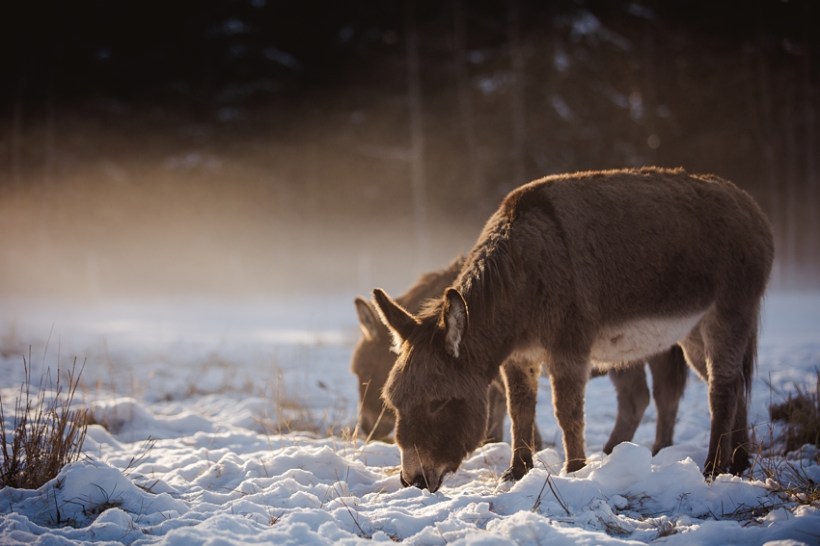 Leaning Tree Trail Rides Leaning Tree Trail Rides