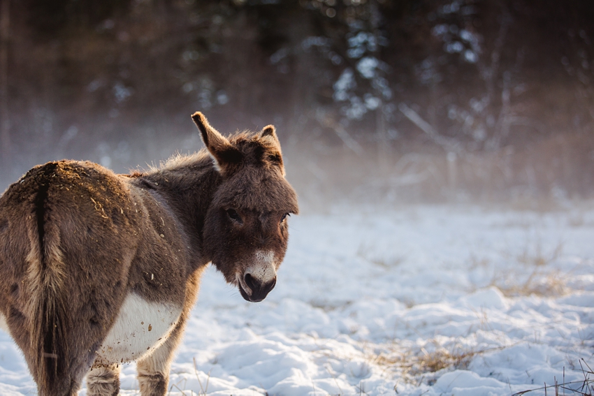 Leaning Tree Trail Rides Leaning Tree Trail Rides