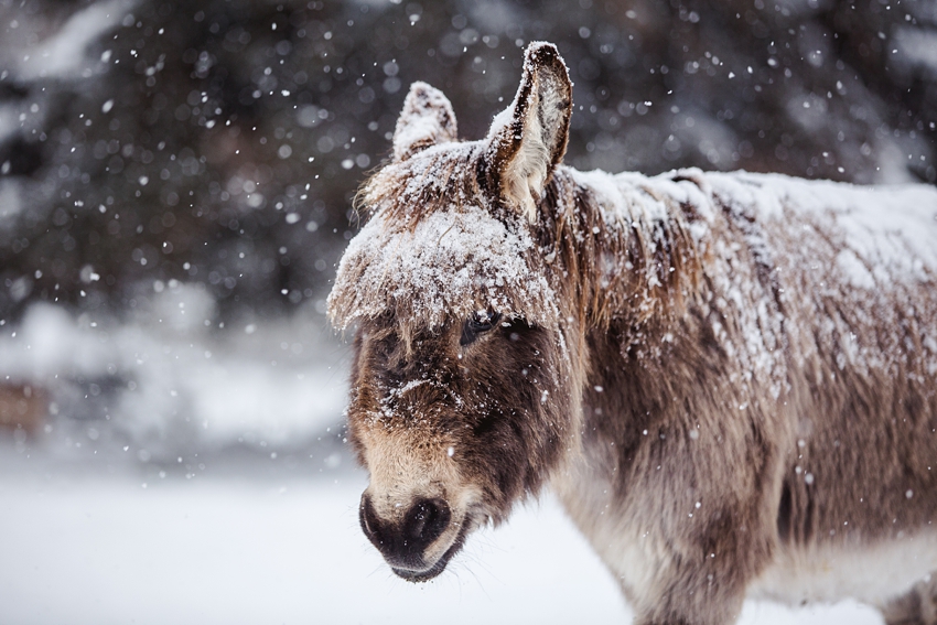 Leaning Tree Trail Rides Leaning Tree Trail Rides