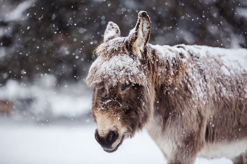 Leaning Tree Trail Rides Leaning Tree Trail Rides