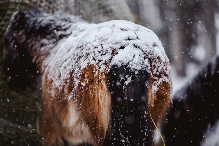 Leaning Tree Trail Rides Leaning Tree Trail Rides