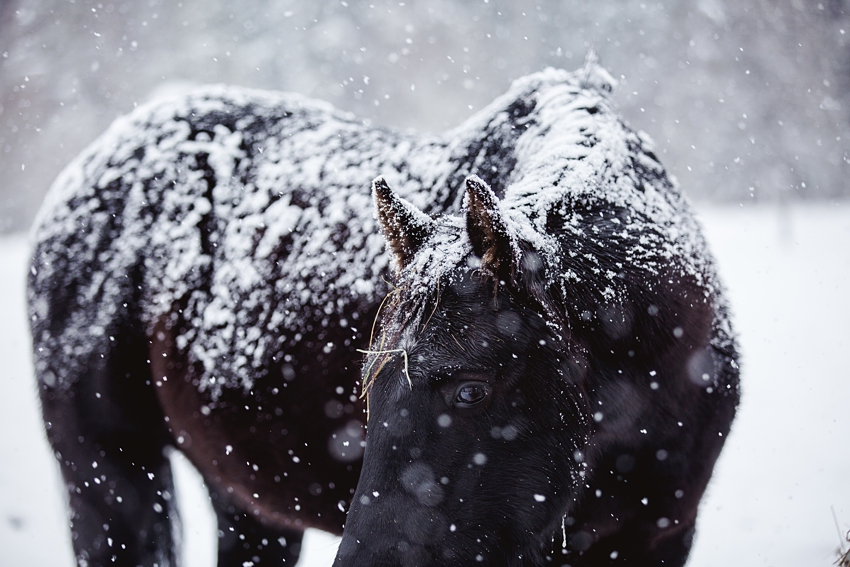 Leaning Tree Trail Rides Leaning Tree Trail Rides