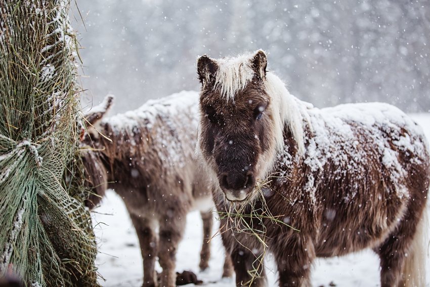 Leaning Tree Trail Rides Leaning Tree Trail Rides