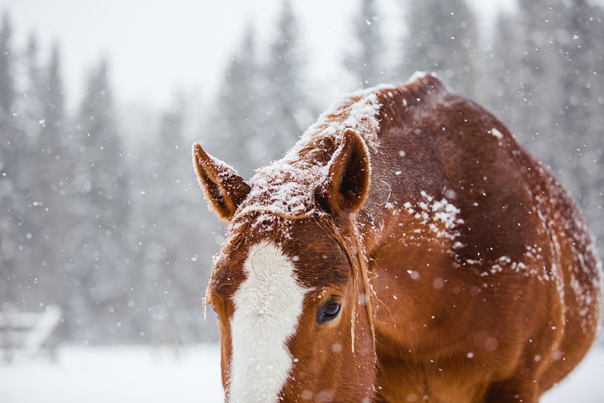 Leaning Tree Trail Rides Leaning Tree Trail Rides