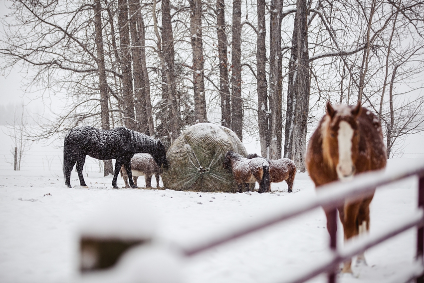 Leaning Tree Trail Rides Leaning Tree Trail Rides