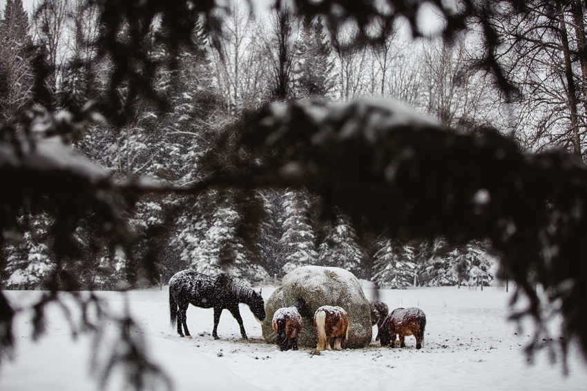 Leaning Tree Trail Rides Leaning Tree Trail Rides