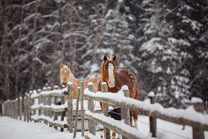 Leaning Tree Trail Rides Leaning Tree Trail Rides