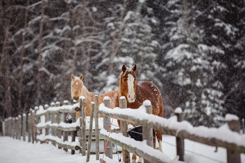 Leaning Tree Trail Rides Leaning Tree Trail Rides