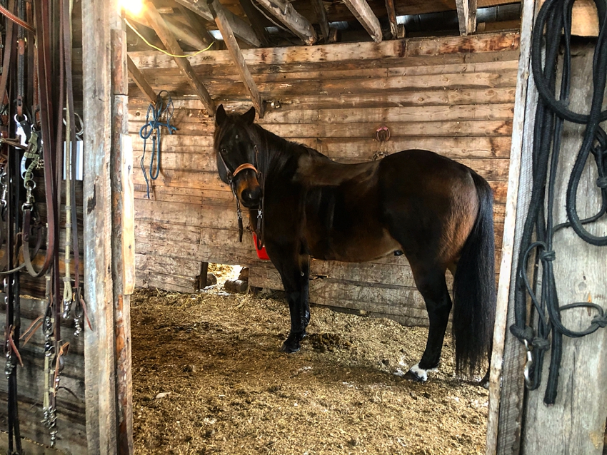 Leaning Tree Trail Rides Leaning Tree Trail Rides