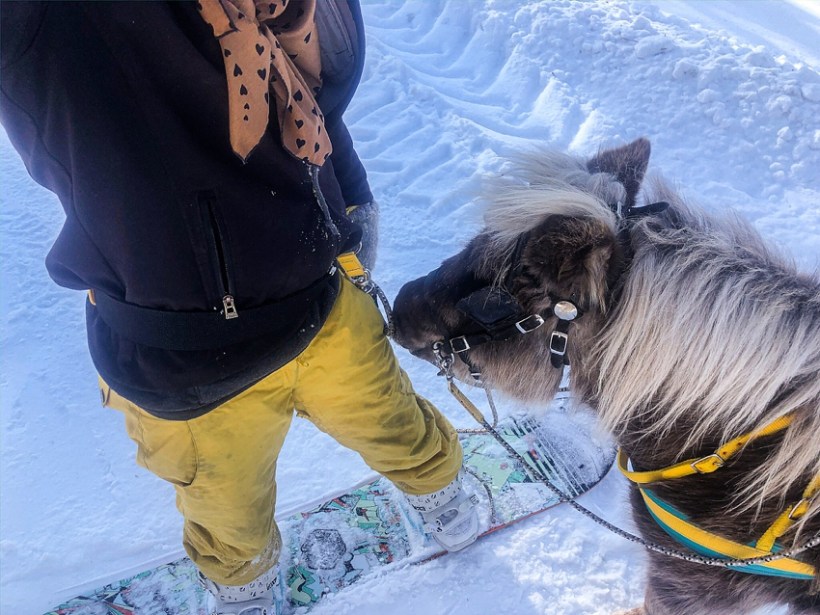 Leaning Tree Trail Rides Leaning Tree Trail Rides