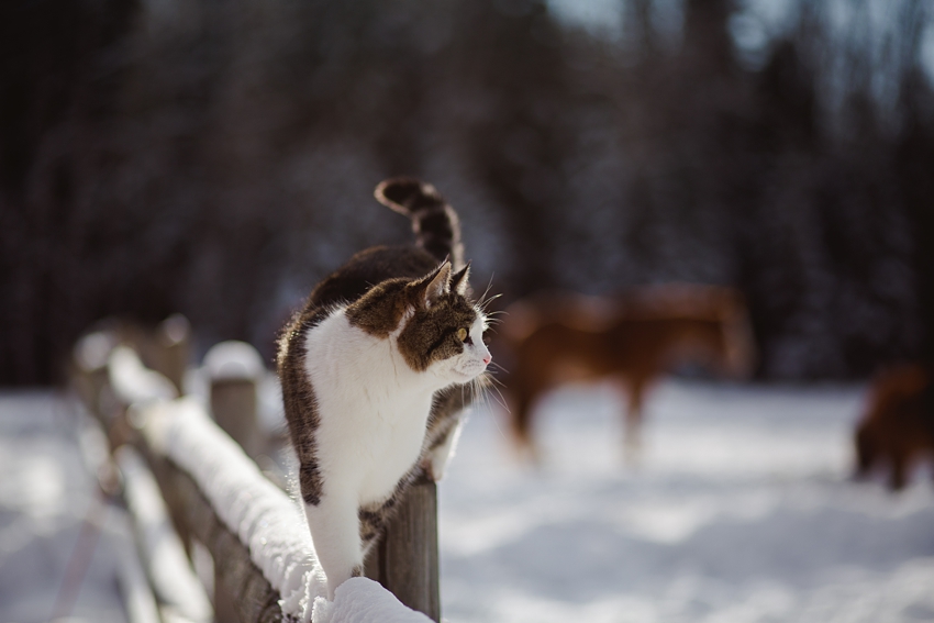 Leaning Tree Trail Rides Leaning Tree Trail Rides