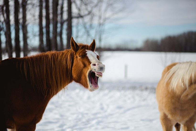 Leaning Tree Trail Rides Leaning Tree Trail Rides