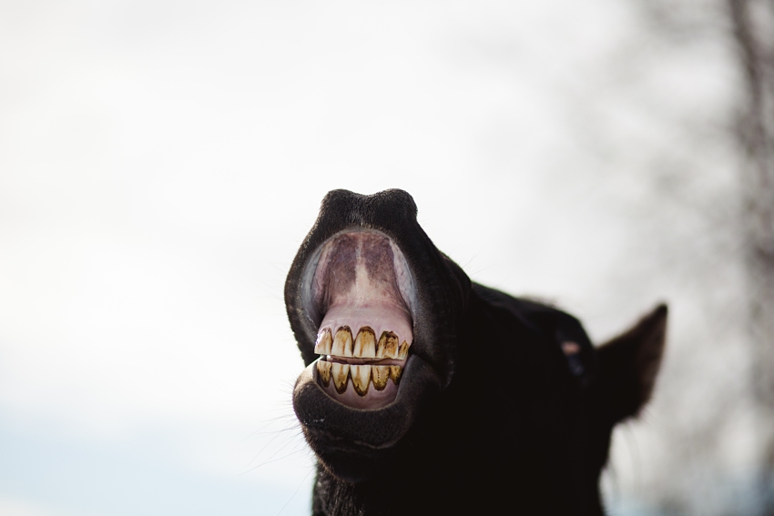 Leaning Tree Trail Rides Leaning Tree Trail Rides