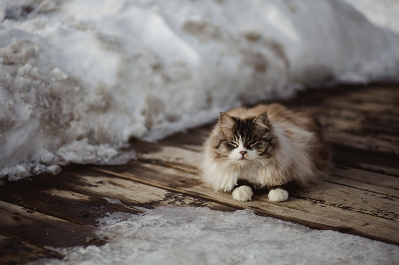 Leaning Tree Trail Rides Leaning Tree Trail Rides