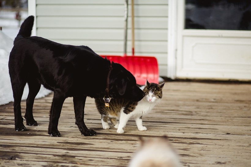 Leaning Tree Trail Rides Leaning Tree Trail Rides